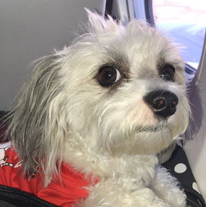 Meet your Posher, Lilly